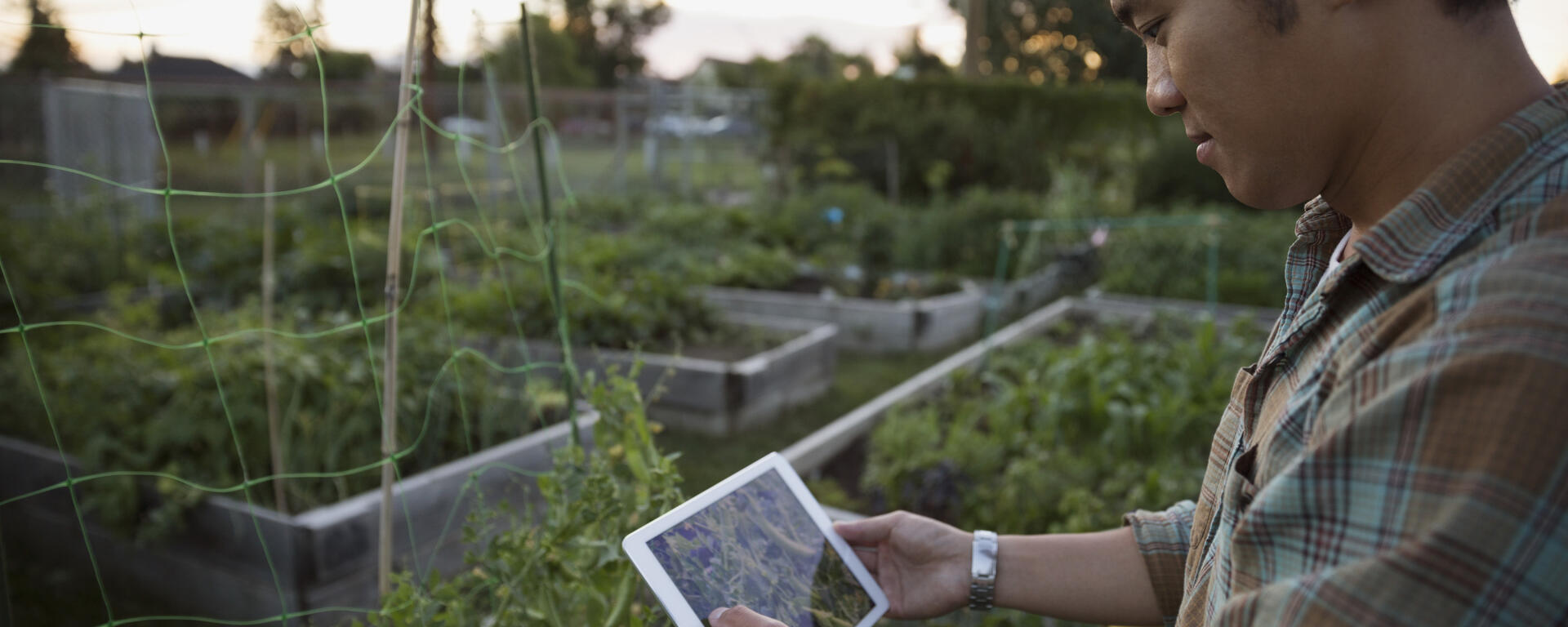 A young man is holding an iPad over a garden and taking a photo of the plants.